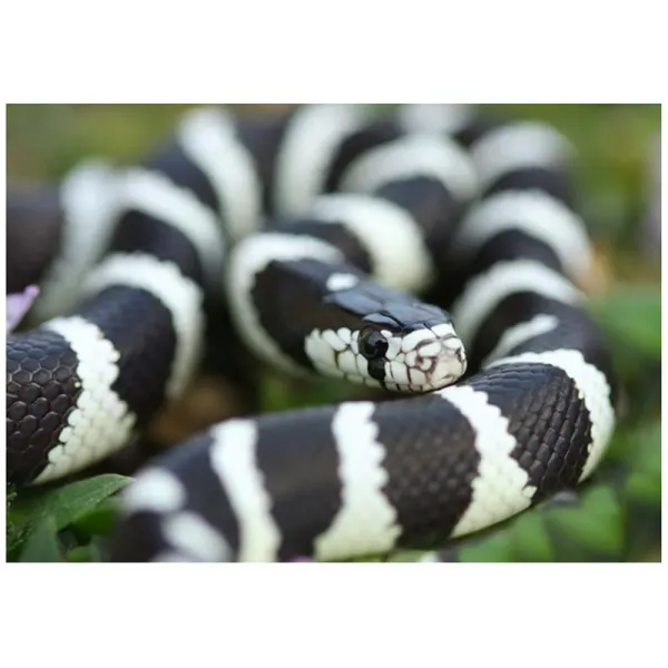 Sarpe Regal Lampropeltis getula californiae Black&White