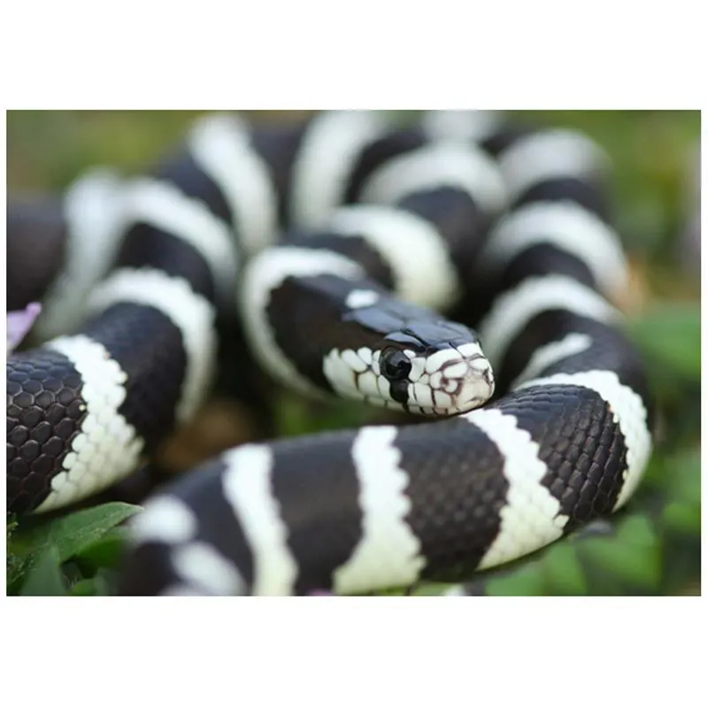 Sarpe Regal Lampropeltis getula californiae Black&White