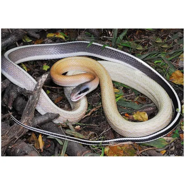 Sarpele de pestera Elaphe teaniura ridley
