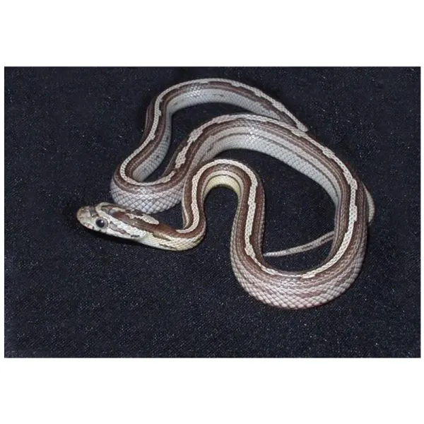 Sarpele de Porumb Motley striped ghost