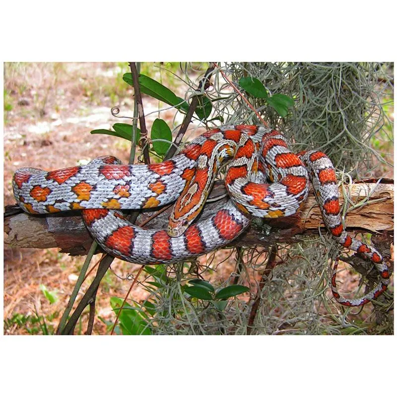 Sarpele Elaphe guttata miami (Corn Sanke)