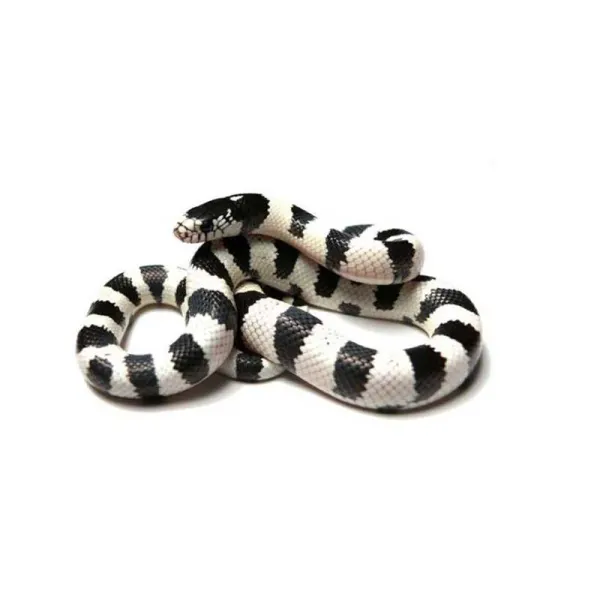 Sarpele Regal Lampropeltis getulus californiae 'High White'