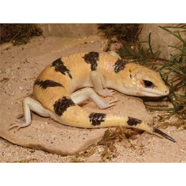 Scincopus fasciatus