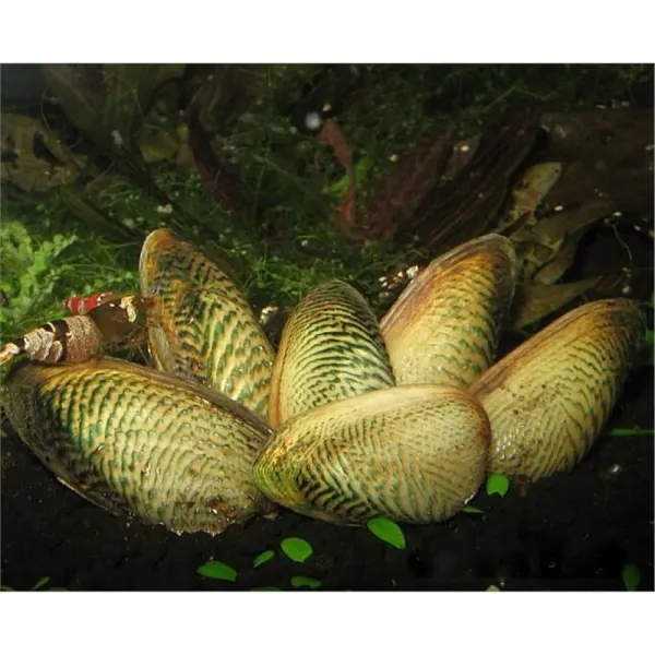 Scoica Scabies Crispata