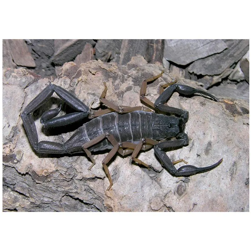 Scorpion Centruroides gracilis (Brown bark scorpion)