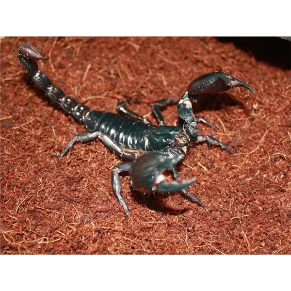 Scorpion Heterometrus spiniferus 'Giant Forest Scorpion'