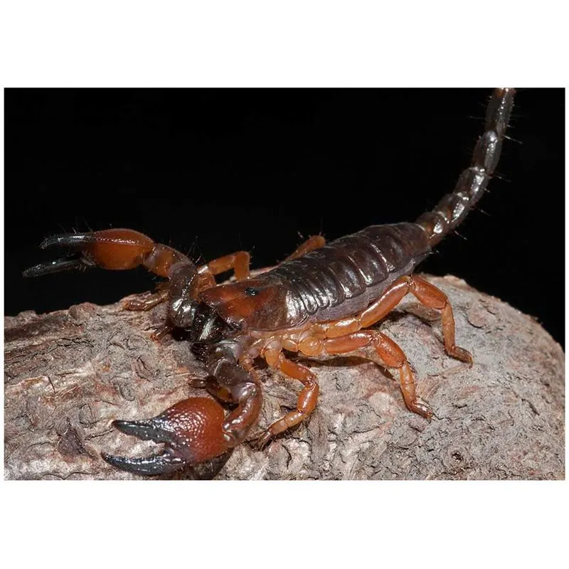 Scorpion Pandinus cavimanus (Tanzanian Red Clawed Scorpion)