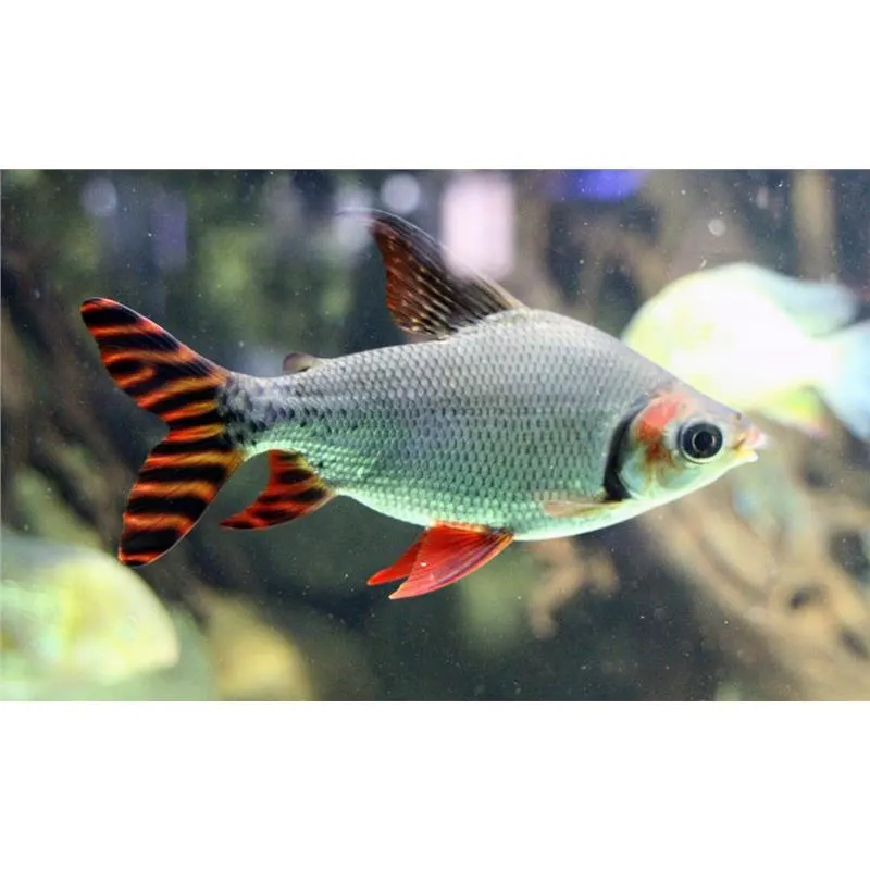 Semaprochilodus taeniurus. redfin (Silver prochilodus red fin)