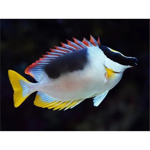Siganus magnificus Magnificent rabbitfish M
