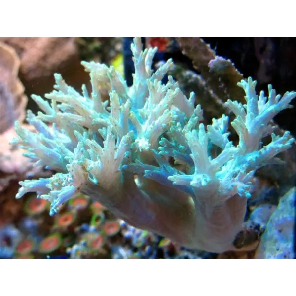 Sinularia sp.- Frag