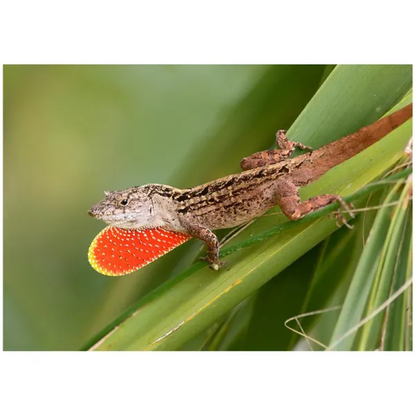 Soparla Anolis sagrei