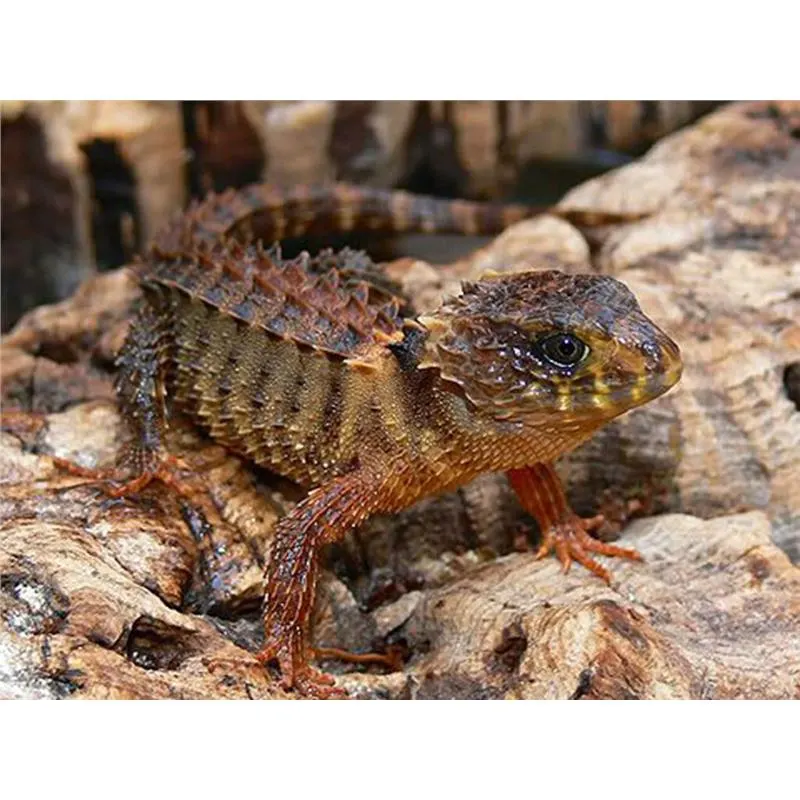 Soparla crocodil White-eye Tribolonotus novaeguineae