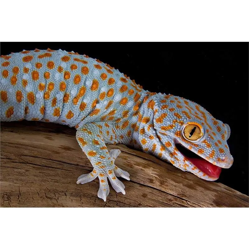 Soparla Tokay gecko (Tuctoo)