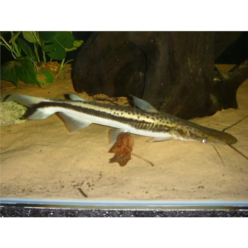 Sorubim lima