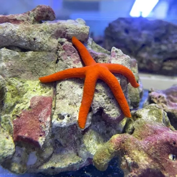 Stea de mare Linckia laevigata Red/Orange