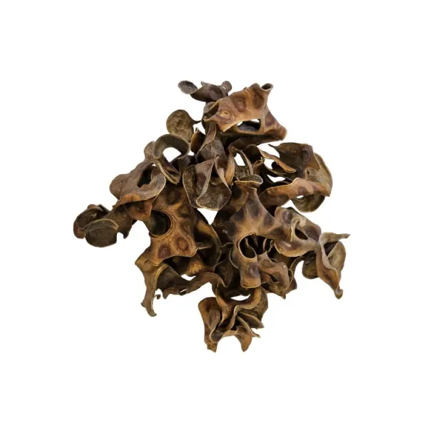 Sterculia uscata Hobby Jungle Star Flowers 25buc