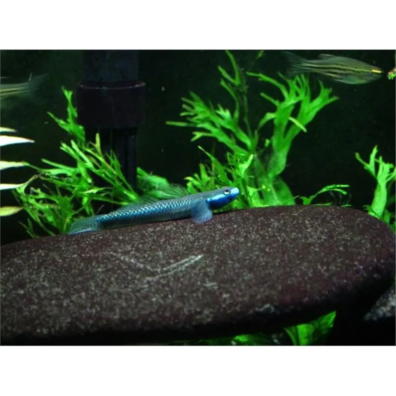 Stiphodon sp. undio blue