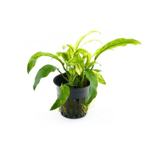 Stoffels Anubias Barteri var. Glabra Variegata