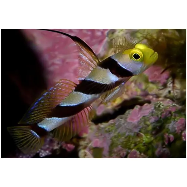 Stonogobiops nematodes (Black ray goby)