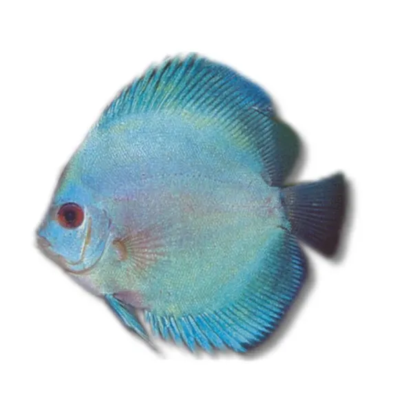 Symphysodon blue diamant
