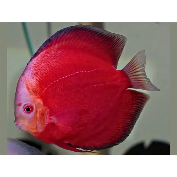 Symphysodon discus 'Red Valentine'