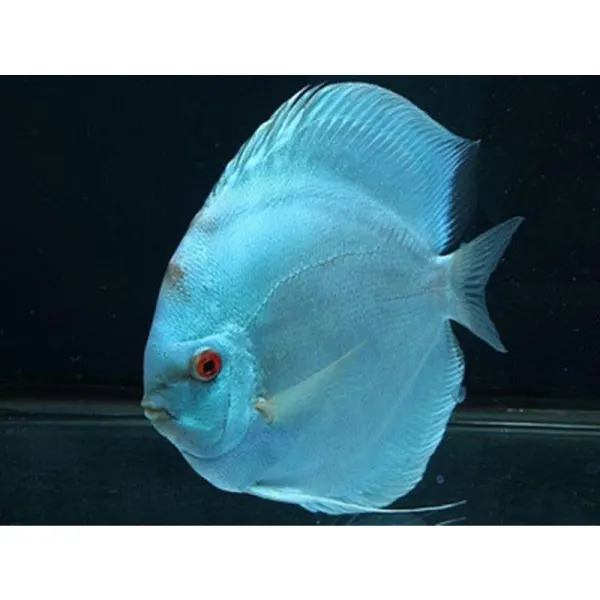 Symphysodon Neon Blue