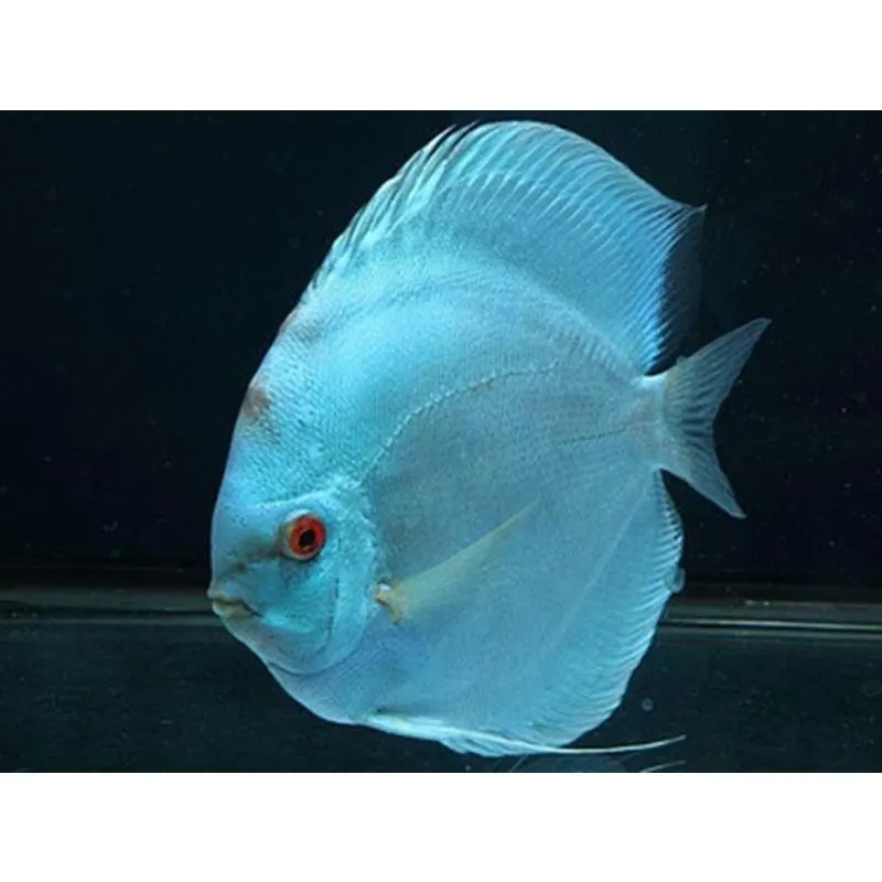 Symphysodon Neon Blue