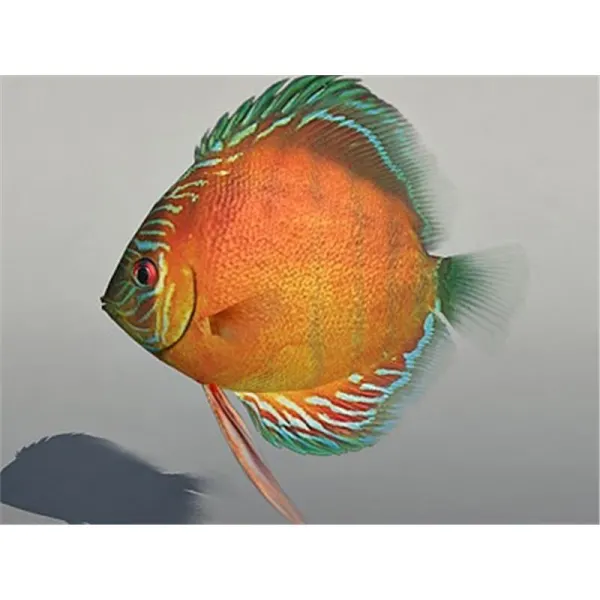 Symphysodon red alenqer