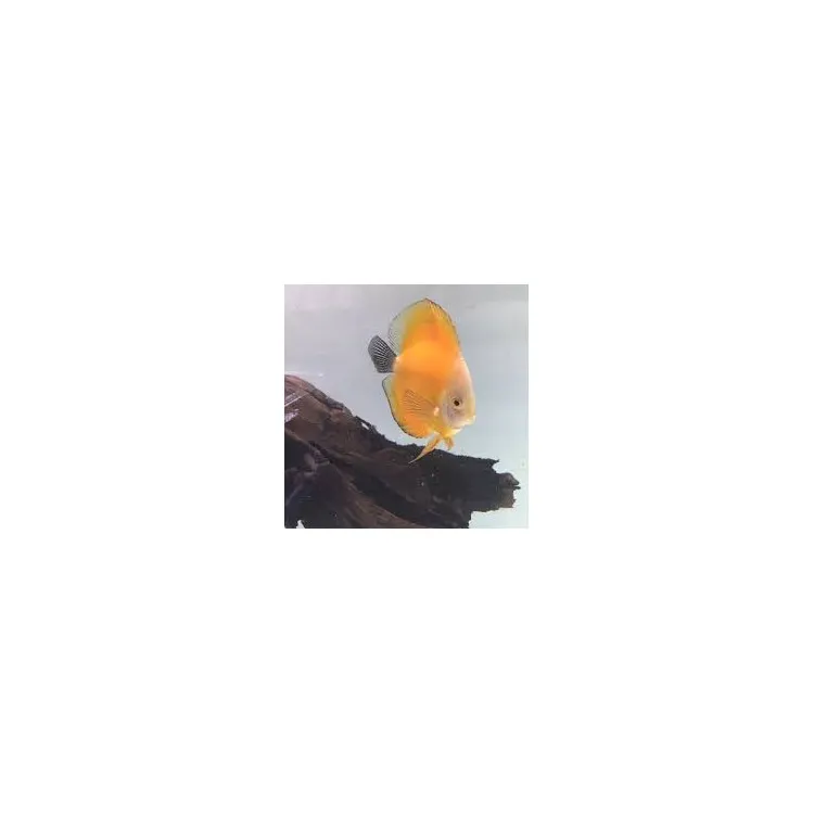 Symphysodon yellow golden melon