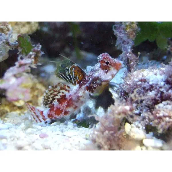 Synchiropus marmoratus (Marbled dragonet)