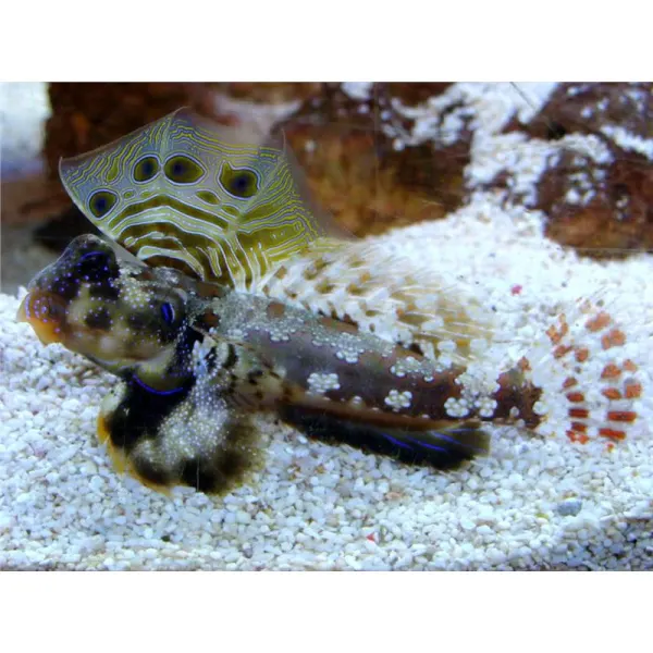Synchiropus ocellatus