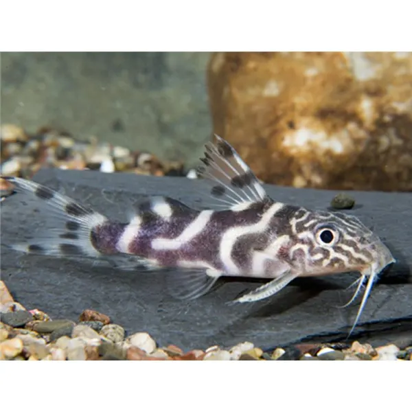 Synodontis ornatipinnis
