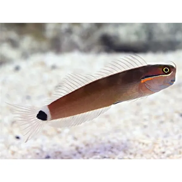 Tail Spot Blenny (Ecsenius Stigmatura)