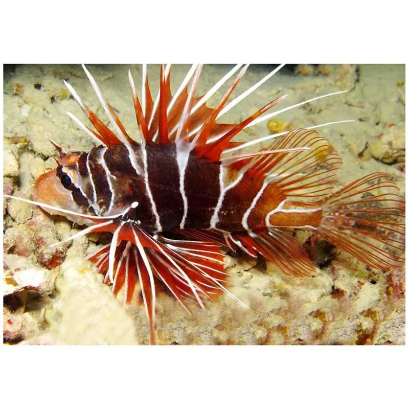 Tailbar Lionfish (Pterois radiata)