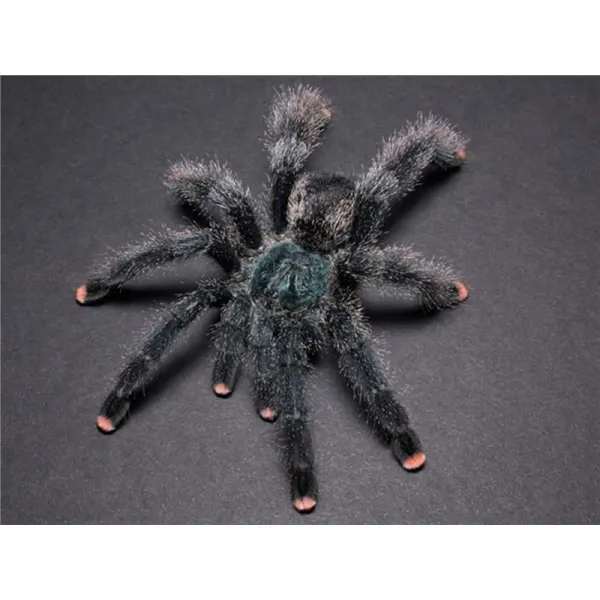Tarantula Avicularia avicularia