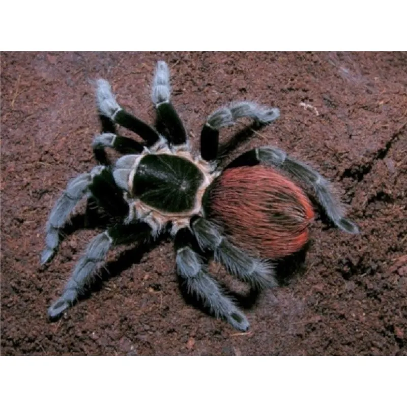 Tarantula Brachypelma vagans