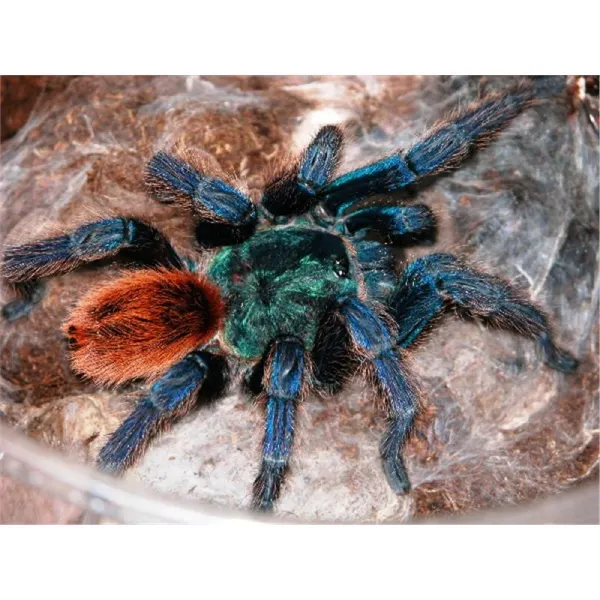 Tarantula Chromatopelma Cyaneopubescens