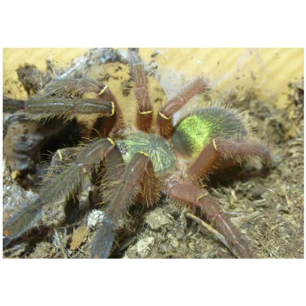 Tarantula Ephebopus uathuman