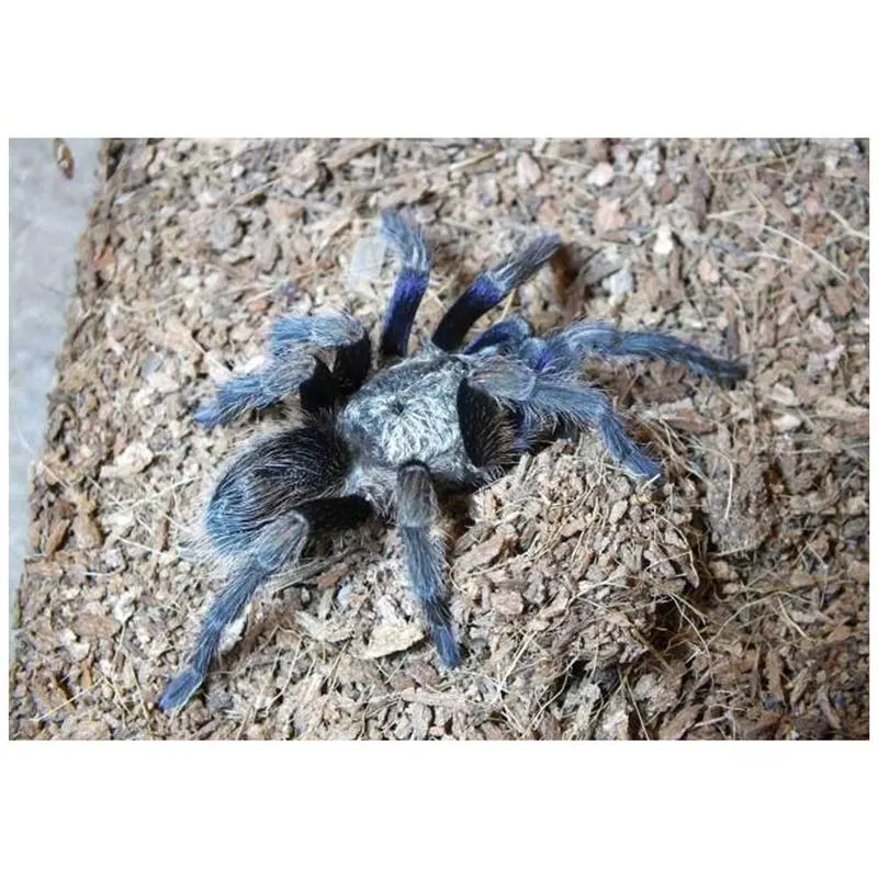 Tarantula Euathlus Pulcherrimaklaasi Blue