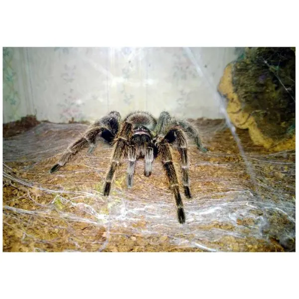 Tarantula Paraphysa parvula