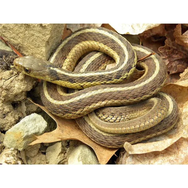 Thamnophis sirtalis
