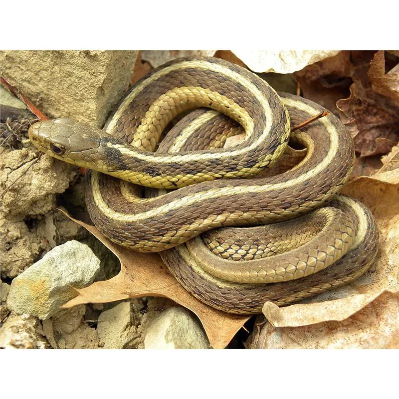 Thamnophis sirtalis