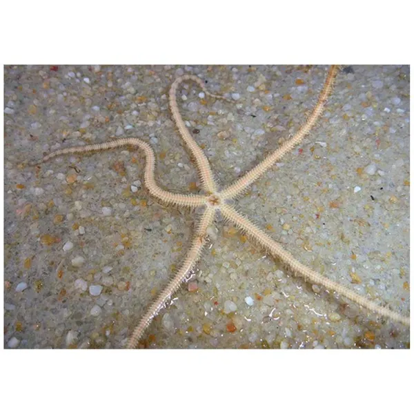 Tiger brittle starfish (Ophiuroidea sp.)
