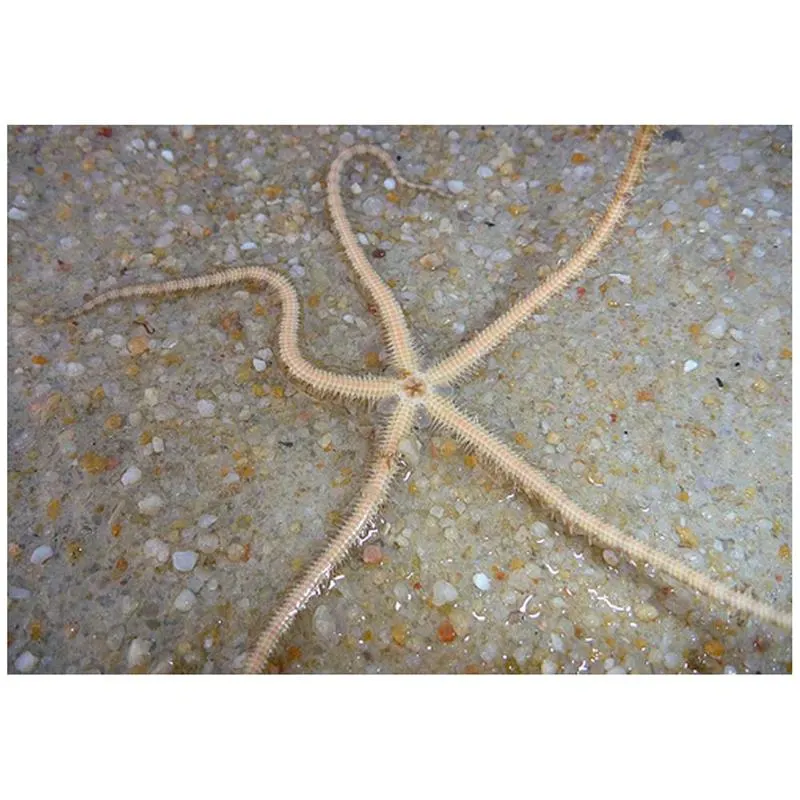 Tiger brittle starfish (Ophiuroidea sp.)
