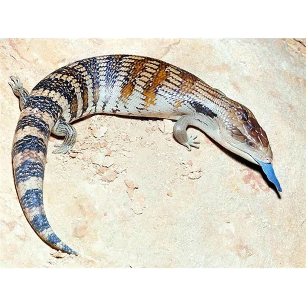 Tiliqua scincoides