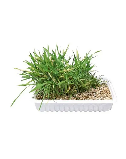 TRIXIE Iarbă pentru pisici în container 130 gr
