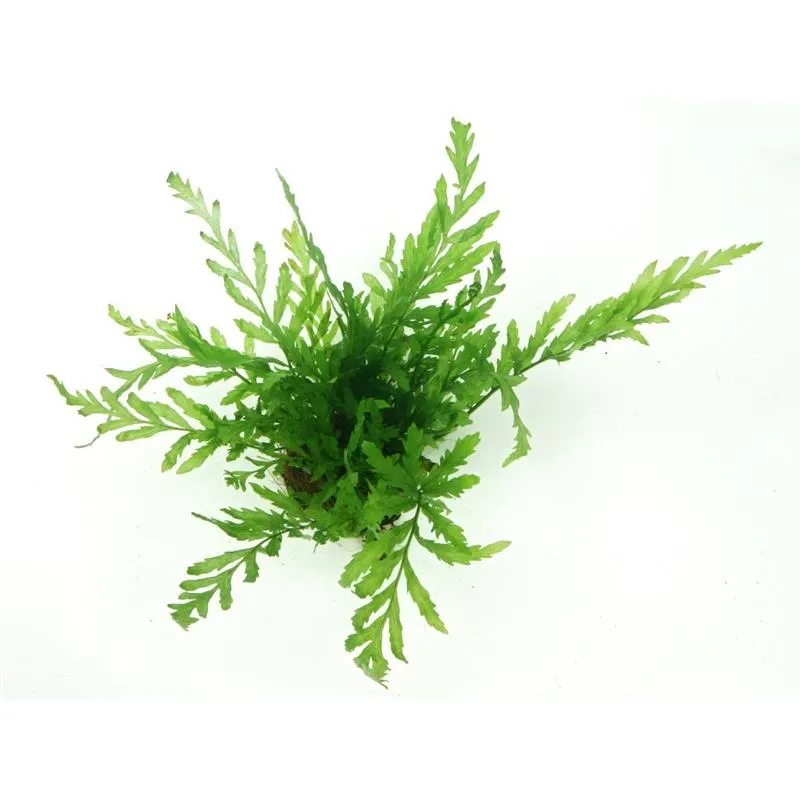 Tropica Bolbitis heudelotii