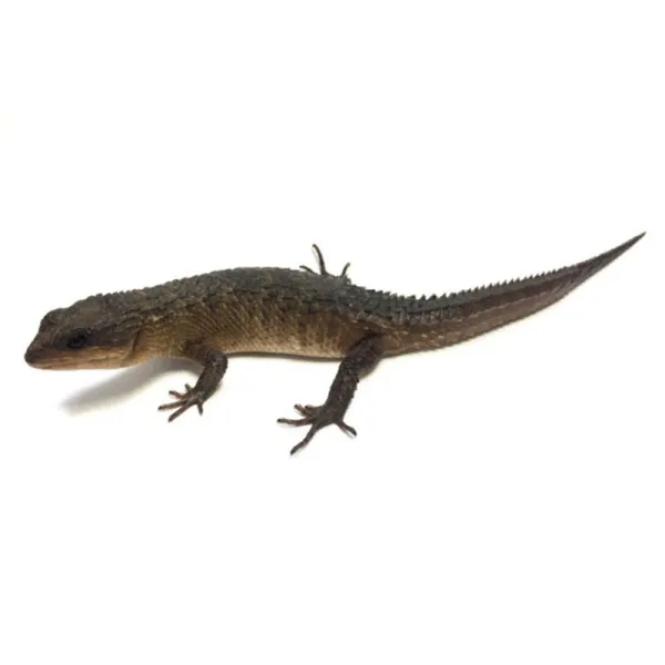Tropidophorus baconi