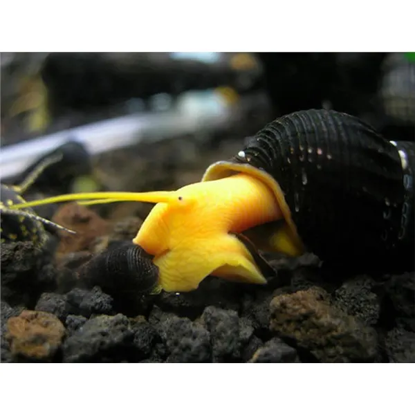 Tylomelania orange rabbit