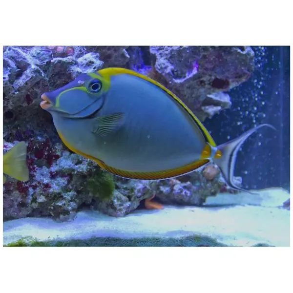 Unicornfish alungit Naso lopezi